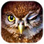 I Love Finding Birds - Collector's Edition